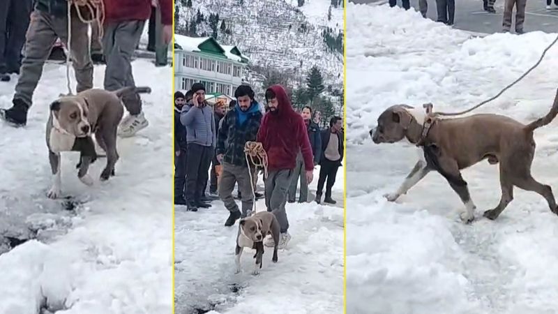 Loyal Pitbull Guards Dead Owner’s Body For 4 Days In Harsh Himachal Cold